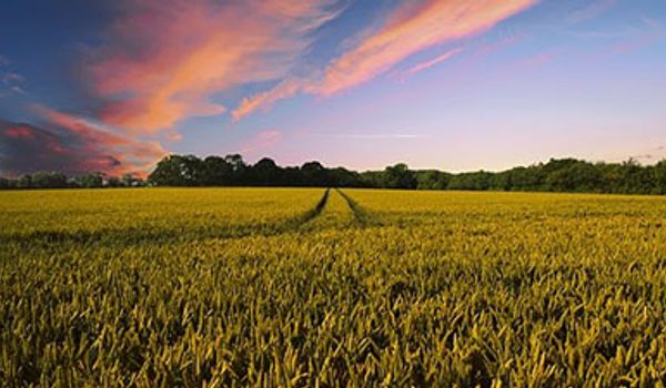 a large field of wheat growing under a late summer sunset